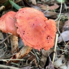 Leratiomyces ceres (Red Woodchip Fungus) at Aranda, ACT - 1 May 2022 by KMcCue