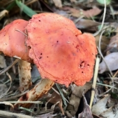 Leratiomcyes ceres (Red Woodchip Fungus) at Aranda, ACT - 1 May 2022 by KMcCue