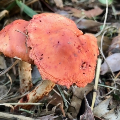 Leratiomcyes ceres (Red Woodchip Fungus) at Aranda, ACT - 1 May 2022 by KMcCue