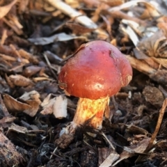 Unidentified Fungus (TBC) at Aranda, ACT - 1 May 2022 by KMcCue