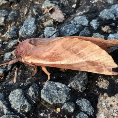 Oxycanus (genus) (Unidentified Oxycanus moths) at GG182 - 1 May 2022 by KMcCue