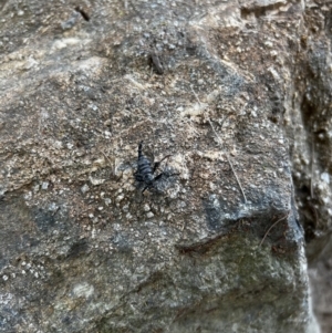 Boreoides subulatus at Paddys River, ACT - 1 May 2022 01:58 PM