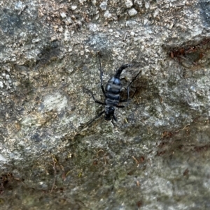 Boreoides subulatus at Paddys River, ACT - 1 May 2022 01:58 PM