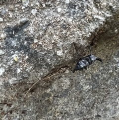 Boreoides subulatus at Paddys River, ACT - 1 May 2022 01:58 PM