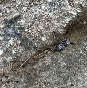 Boreoides subulatus at Paddys River, ACT - 1 May 2022