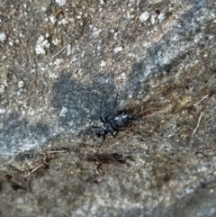 Boreoides subulatus at Paddys River, ACT - 1 May 2022