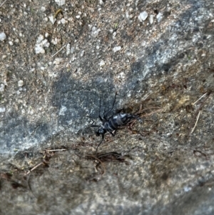 Boreoides subulatus at Paddys River, ACT - 1 May 2022 01:58 PM