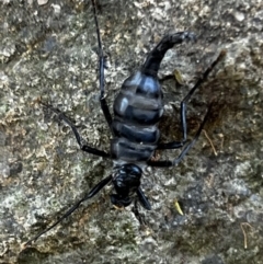 Boreoides subulatus at Paddys River, ACT - 1 May 2022 01:58 PM