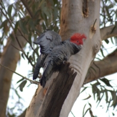 Callocephalon fimbriatum (Gang-gang Cockatoo) at Aranda, ACT - 1 May 2022 by Amy