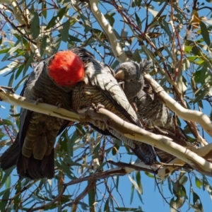 Callocephalon fimbriatum at Pialligo, ACT - 1 May 2022