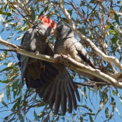 Callocephalon fimbriatum at Pialligo, ACT - 1 May 2022