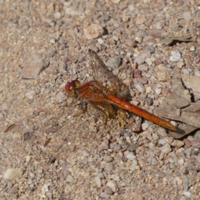 Diplacodes haematodes (Scarlet Percher) at Jerrabomberra, NSW - 23 Apr 2022 by SteveBorkowskis