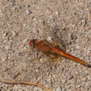 Diplacodes haematodes at Jerrabomberra, NSW - 23 Apr 2022