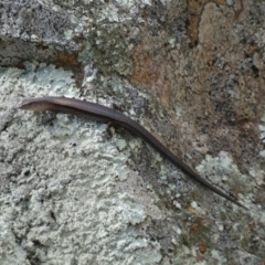Lampropholis delicata (Delicate Skink) at Jerrabomberra, NSW - 23 Apr 2022 by SteveBorkowskis