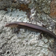 Lampropholis delicata at Jerrabomberra, NSW - 23 Apr 2022