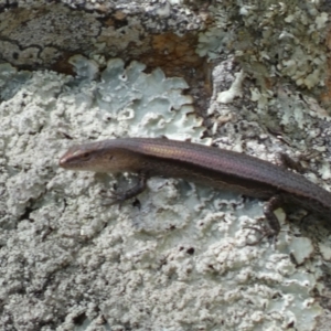 Lampropholis delicata at Jerrabomberra, NSW - 23 Apr 2022 02:02 PM