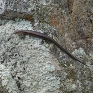 Lampropholis delicata at Jerrabomberra, NSW - 23 Apr 2022