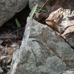 Lampropholis delicata at Jerrabomberra, NSW - 23 Apr 2022