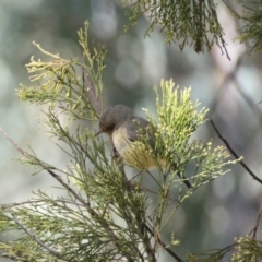 Acanthiza reguloides (Buff-rumped Thornbill) at Googong, NSW - 23 Apr 2022 by Steve_Bok