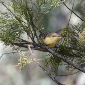 Acanthiza reguloides at Googong, NSW - 23 Apr 2022