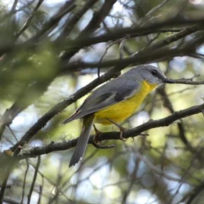 Eopsaltria australis (Eastern Yellow Robin) at Karabar, NSW - 1 May 2022 by SteveBorkowskis