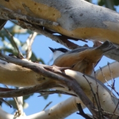 Pachycephala rufiventris (Rufous Whistler) at Karabar, NSW - 1 May 2022 by SteveBorkowskis