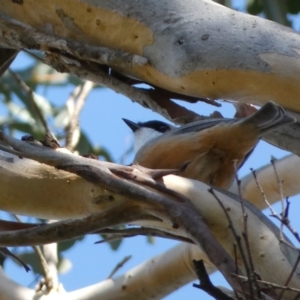 Pachycephala rufiventris at Karabar, NSW - 1 May 2022