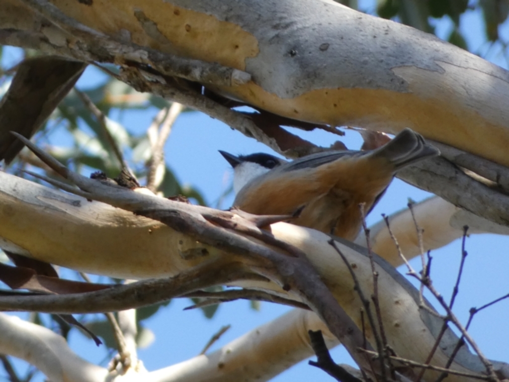 Pachycephala rufiventris at Karabar, NSW - 1 May 2022