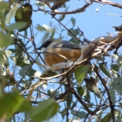 Pachycephala rufiventris at Karabar, NSW - 1 May 2022