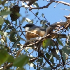 Pachycephala rufiventris at Karabar, NSW - 1 May 2022