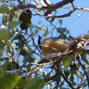 Pachycephala rufiventris at Karabar, NSW - 1 May 2022