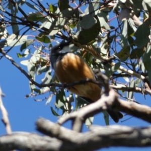 Pachycephala rufiventris at Karabar, NSW - 1 May 2022