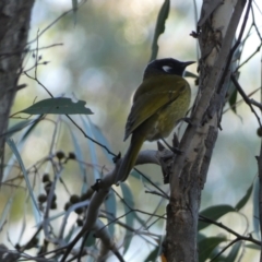 Nesoptilotis leucotis (White-eared Honeyeater) at QPRC LGA - 1 May 2022 by Steve_Bok