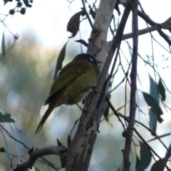 Nesoptilotis leucotis at Karabar, NSW - 1 May 2022