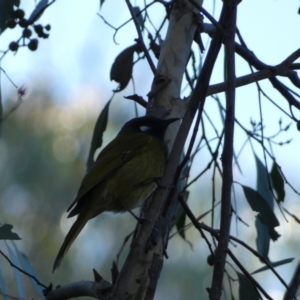 Nesoptilotis leucotis at Karabar, NSW - 1 May 2022