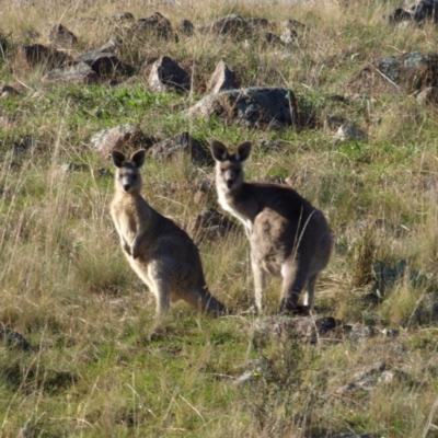 Macropus giganteus (Eastern Grey Kangaroo) at Kambah, ACT - 1 May 2022 by MatthewFrawley