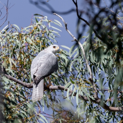 Accipiter novaehollandiae (Grey Goshawk) at Acton, ACT - 1 May 2022 by KarinNeufeld