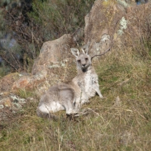 Macropus giganteus at Torrens, ACT - 1 May 2022 09:44 AM