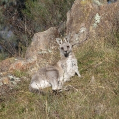 Macropus giganteus (Eastern Grey Kangaroo) at Torrens, ACT - 30 Apr 2022 by MatthewFrawley