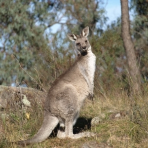 Macropus giganteus at Torrens, ACT - 1 May 2022 09:44 AM