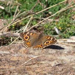 Junonia villida (Meadow Argus) at Mount Taylor - 1 May 2022 by MatthewFrawley