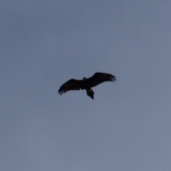 Aquila audax (Wedge-tailed Eagle) at Pearce, ACT - 1 May 2022 by MatthewFrawley