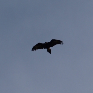 Aquila audax at Pearce, ACT - 1 May 2022 11:15 AM