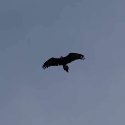 Aquila audax (Wedge-tailed Eagle) at Pearce, ACT - 1 May 2022 by MatthewFrawley