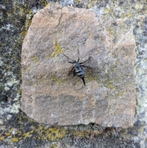 Boreoides subulatus at Campbell, ACT - 1 May 2022 03:00 PM