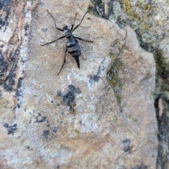 Boreoides subulatus at Campbell, ACT - 1 May 2022 03:00 PM