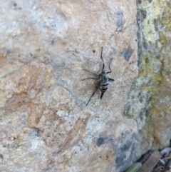 Boreoides subulatus at Campbell, ACT - 1 May 2022 03:00 PM