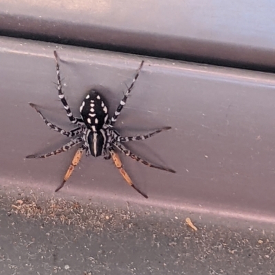 Nyssus coloripes (Spotted Ground Swift Spider) at Watson, ACT - 1 May 2022 by abread111