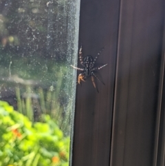 Nyssus coloripes at Watson, ACT - 1 May 2022 11:23 AM