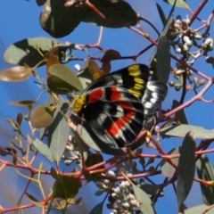 Delias harpalyce (Imperial Jezebel) at Pearce, ACT - 1 May 2022 by MatthewFrawley